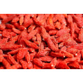 Muestra gratis 750granule / 50g Goji Berry con el mejor precio